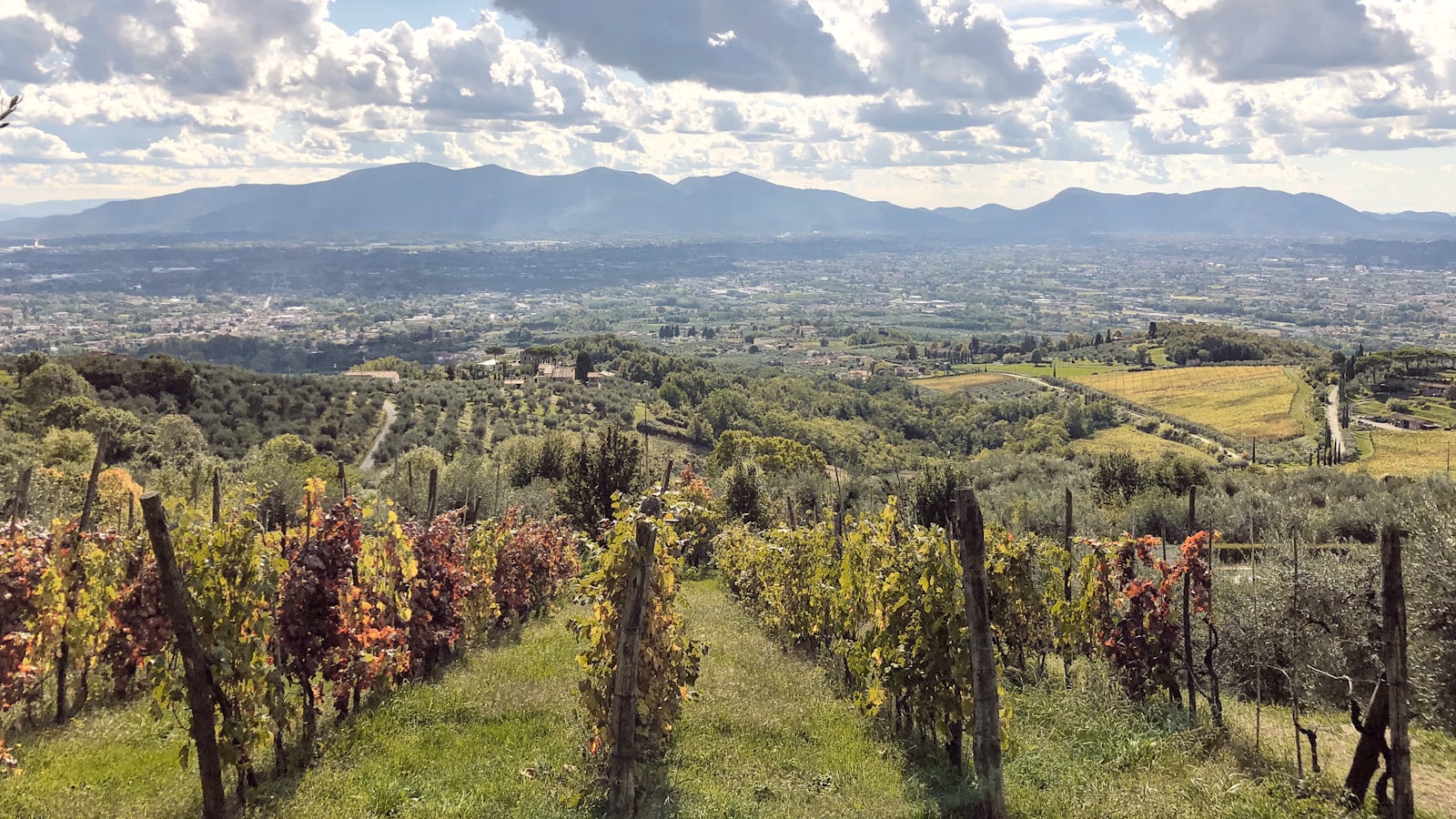 Photo by reisetopia green trees and plants on mountain during daytime